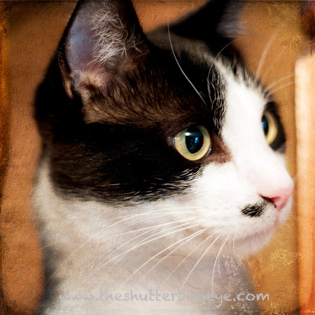 Cat Portrait, Fine Art Pet Photography for Sale, Cute Feline