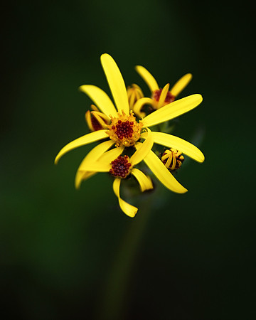 Alaska 2015 - 121 of 140 wildflower