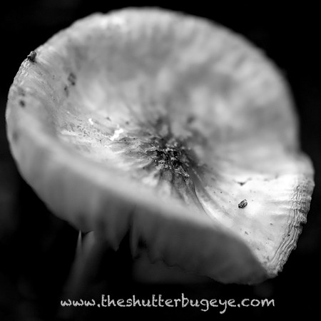 Dreamy Nature Photography, Fine Art Print for Sale