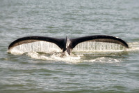 Alaska 2015 - 53 of 140 WhaleDive