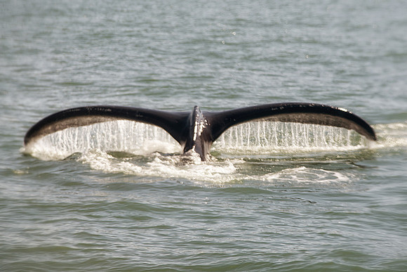 Alaska 2015 - 53 of 140 WhaleDive