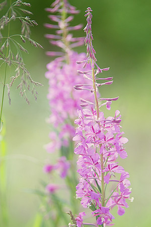 Alaska 2015 - 117 of 140 Fireweed