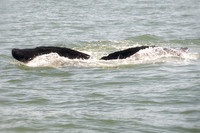 Alaska 2015 - 57 of 140 WhaleDive