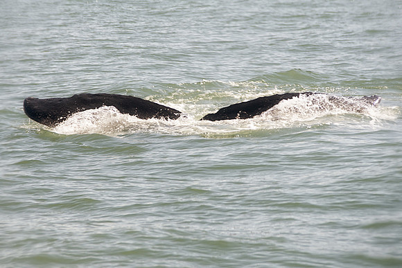 Alaska 2015 - 57 of 140 WhaleDive