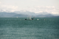 Alaska 2015 - 47 of 140 BubbleNet
