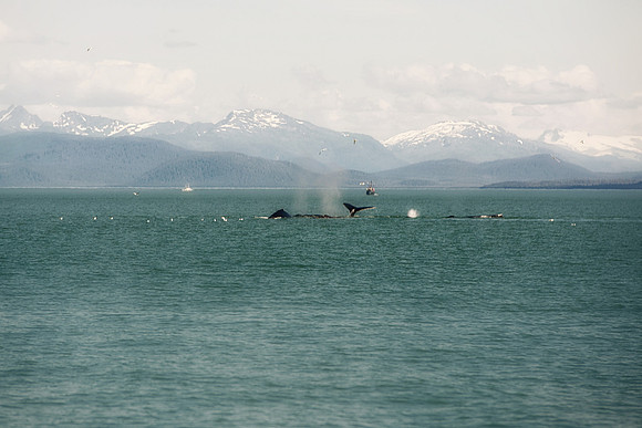 Alaska 2015 - 47 of 140 BubbleNet