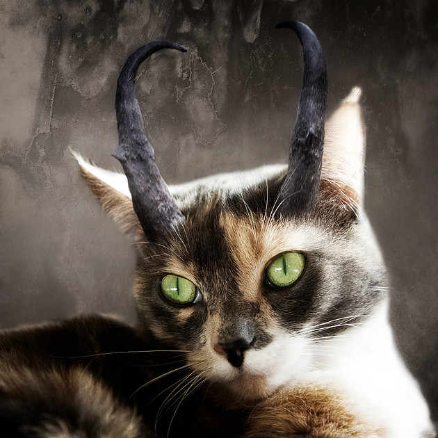 Pronghorn cat photograph