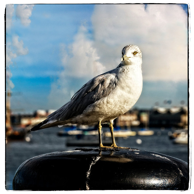 sea gull bird photography Boston Harbor