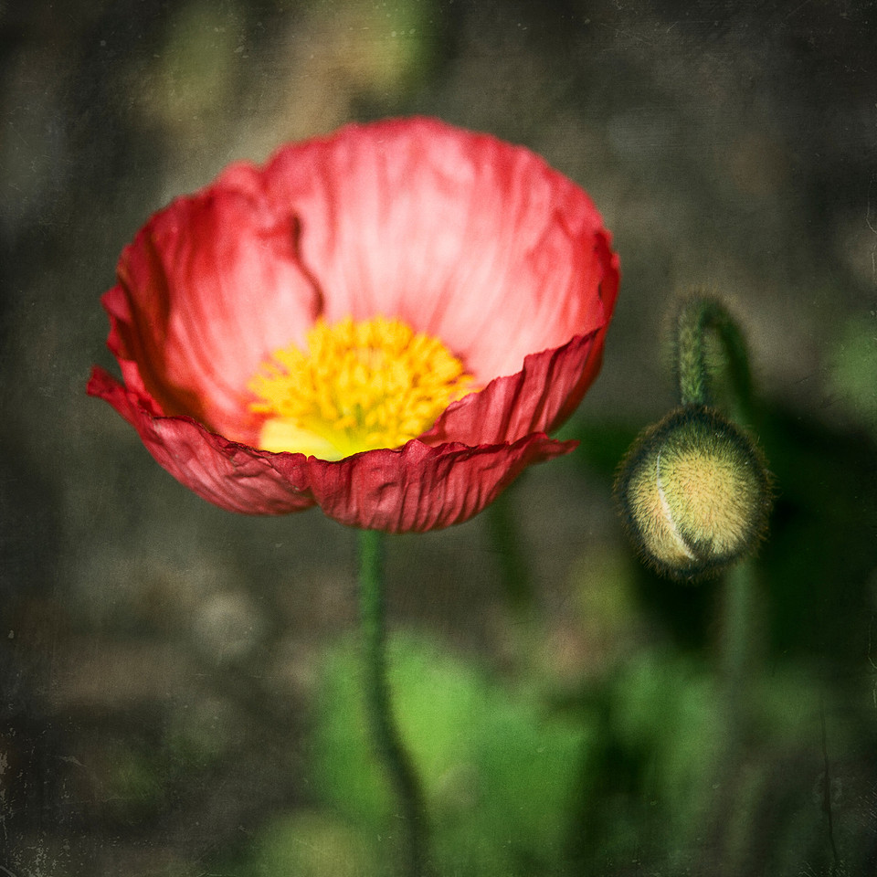 photograph of colorful poppy flowers