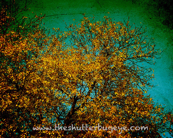Fine Art Photography Print, Dreamy Nature