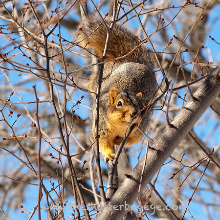 Squirrel Photograph, Nature Photography, Woodland Creature