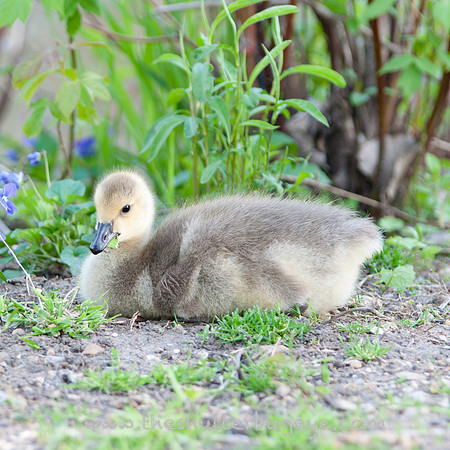 Cute Canadian Goose Photograph for Sale, Baby, Fluffy Yellow, Green Grass, Nature Photography