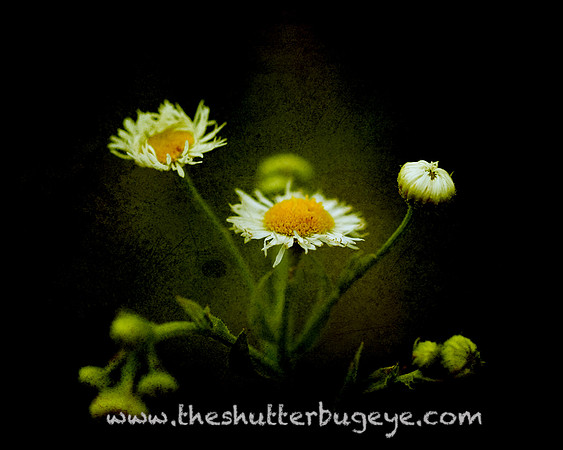 Flower Photography Prints for Sale, Dreamy Nature Photo