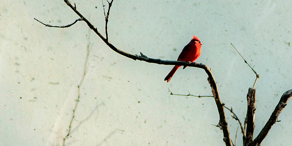 The Cardinal