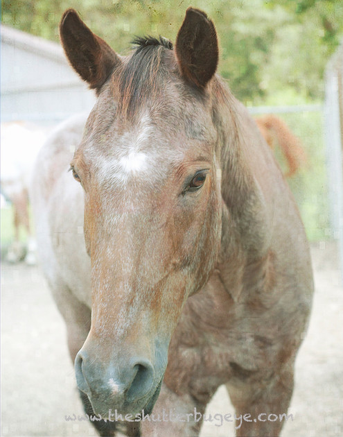 Horse photography, sorrel