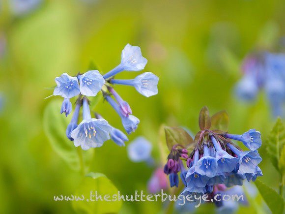 Flower Photography Prints for Sale, Dreamy Nature Photo