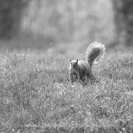 Black and White Photograph, Wildlife Photo, Nature Image, Squirrel