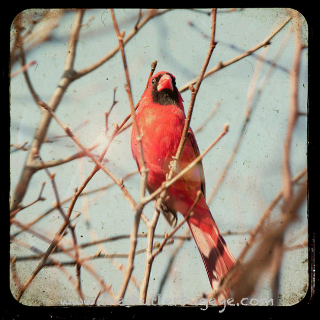 TTV Photograph, red cardinal