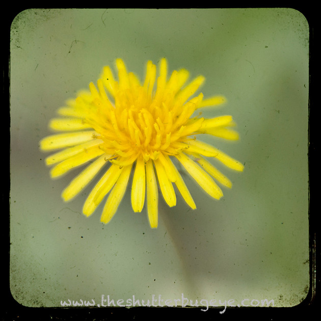 Yellow dandelion ttv photograph in yellow and green