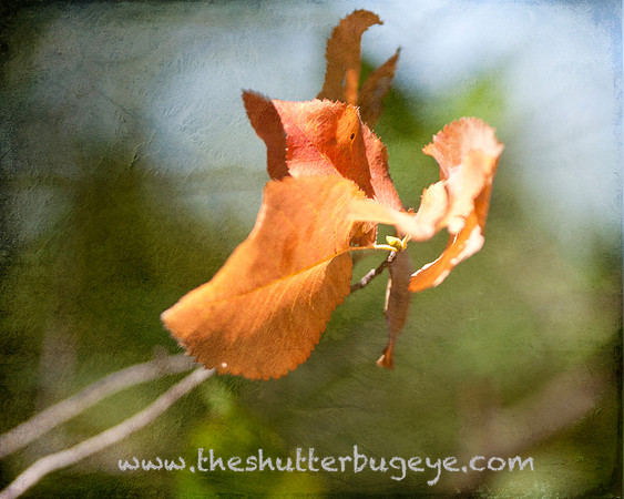 Natures Art