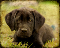 06-18-11 puppy - 3 textured
