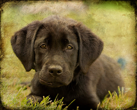 06-18-11 puppy - 3 textured