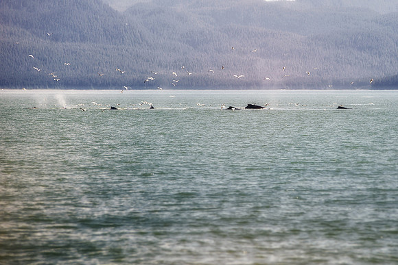 Alaska 2015 - 49 of 140 BubbleNet