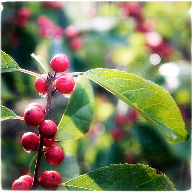 bright red berries