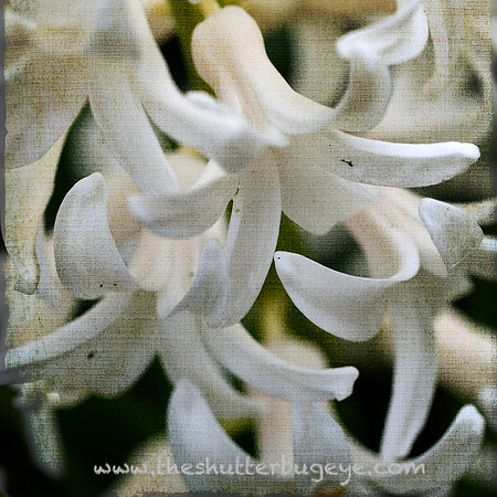 Dreamy Nature Photography, Fine Art Print for Sale