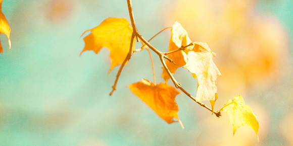 Colors of fall