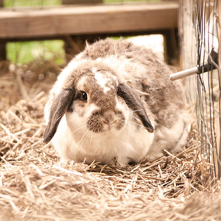 Floppy eared bunny