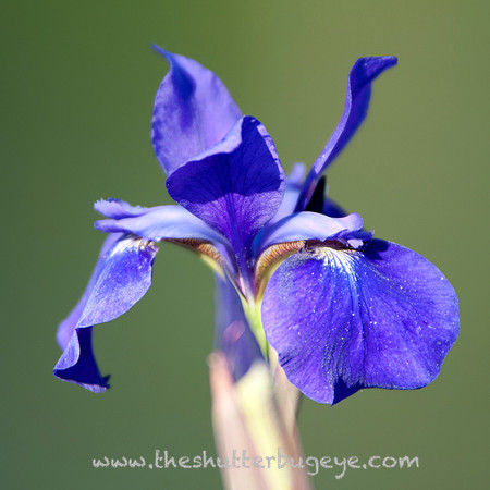 Dreamy Nature Photography, Fine Art Print for Sale