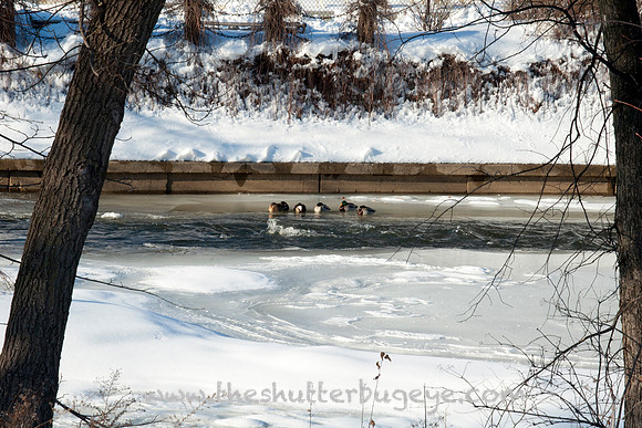 Naperville River Walk in the Snow