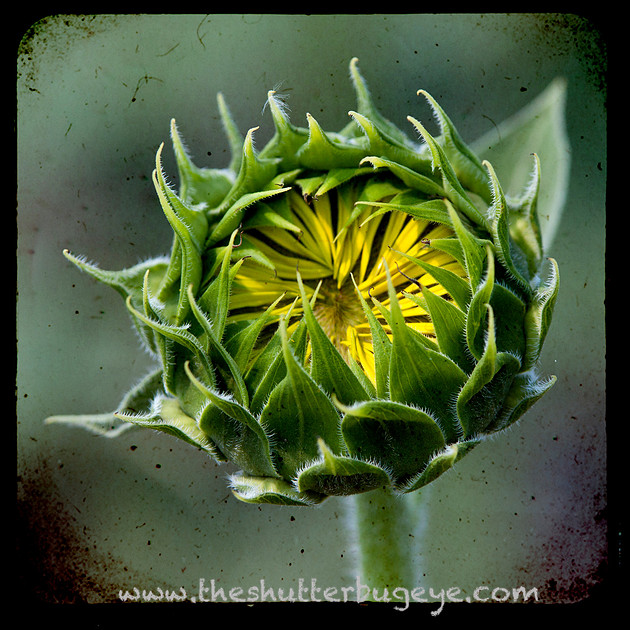 TTV Photograph of Sunflower blooming, Modern Home Decor