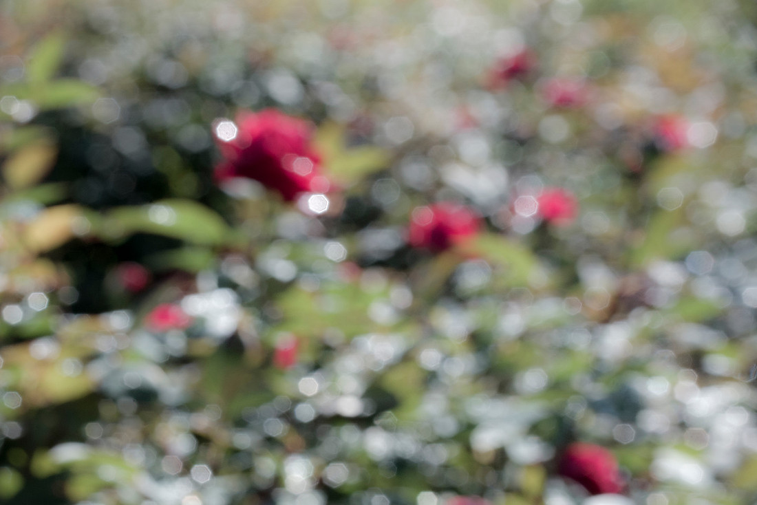 rose garden bokeh texture overlay