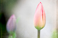 003 Bloom