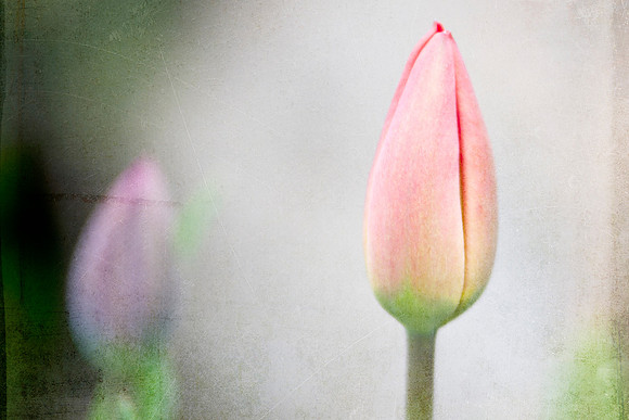 003 Bloom