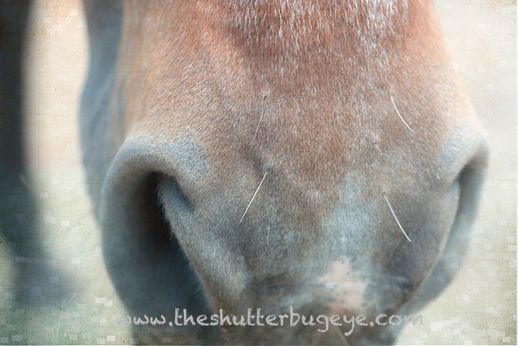 Horse Photography, Fine Art Print