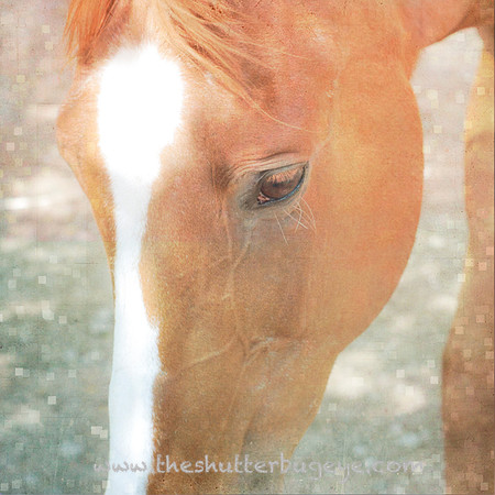 Horse Photography, Fine Art Print