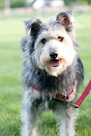 lacrosse dog