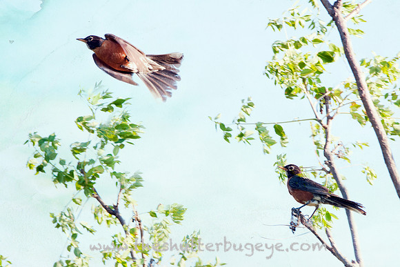Bird Photography, Whimsical Nature Photograph