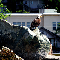 Alaska 2015 - 4 of 140 Eagle