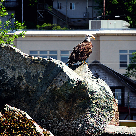 Alaska 2015 - 4 of 140 Eagle