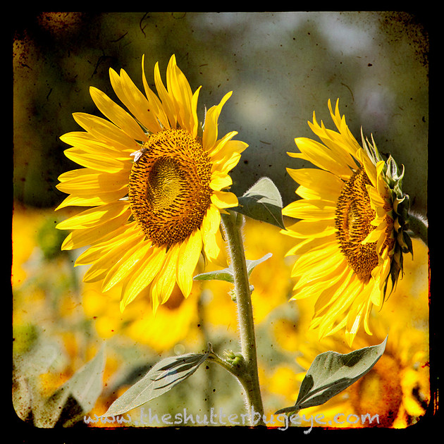 Nature Photography, Yellow sunflower TTV fine art print
