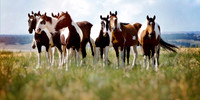 Slide Show Horses