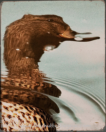 Bird Photography, Whimsical Nature Photograph