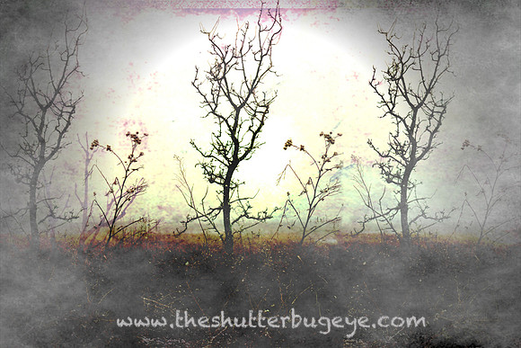 Nature Photograph for Sale, Dreamy Surreal Photography Prints
