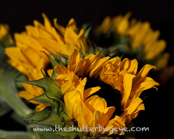 Dreamy Nature Photography Print