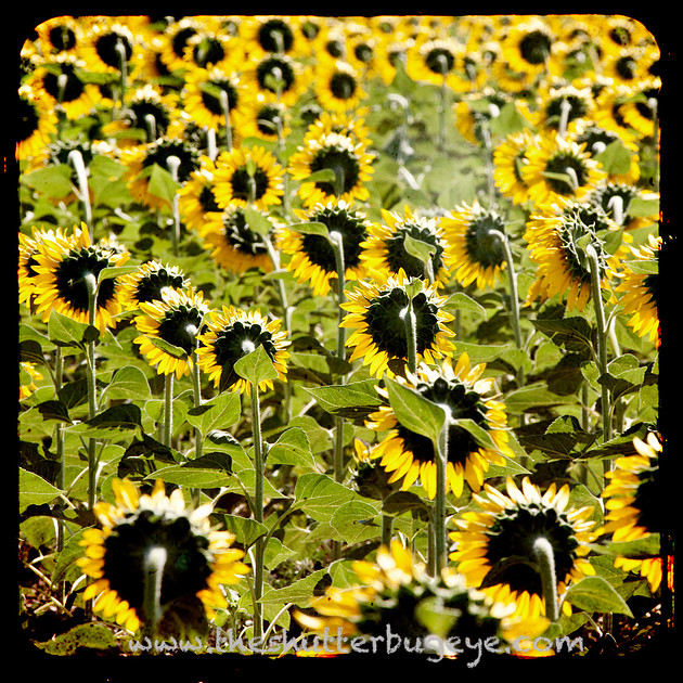 TTV Photograph, field of sunflowers