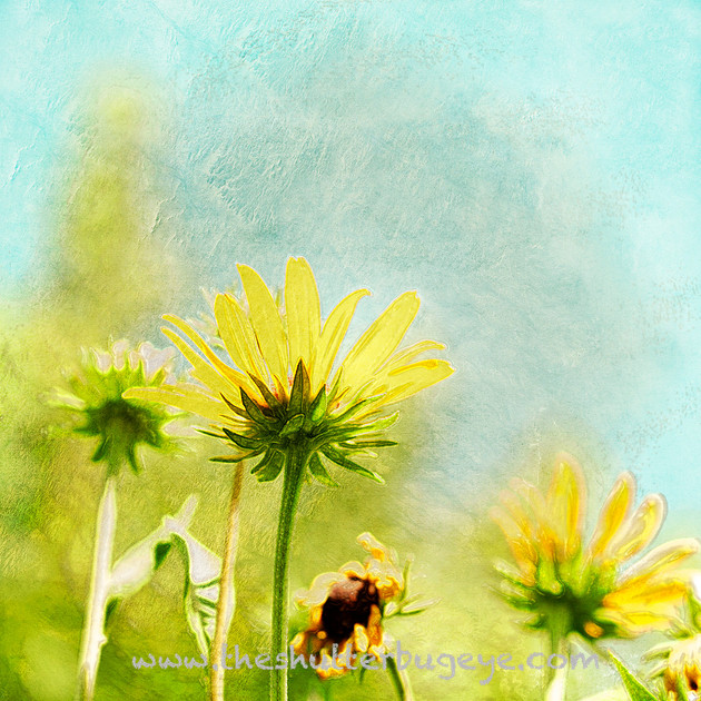 Painterly photography, nature photography, yellow flowers
